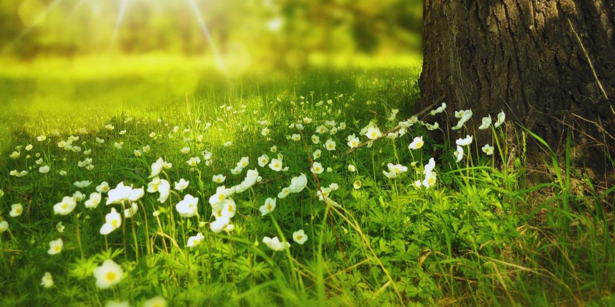 Predstavitvene delavnice specialističnih psihoterapevtskih pristopov 