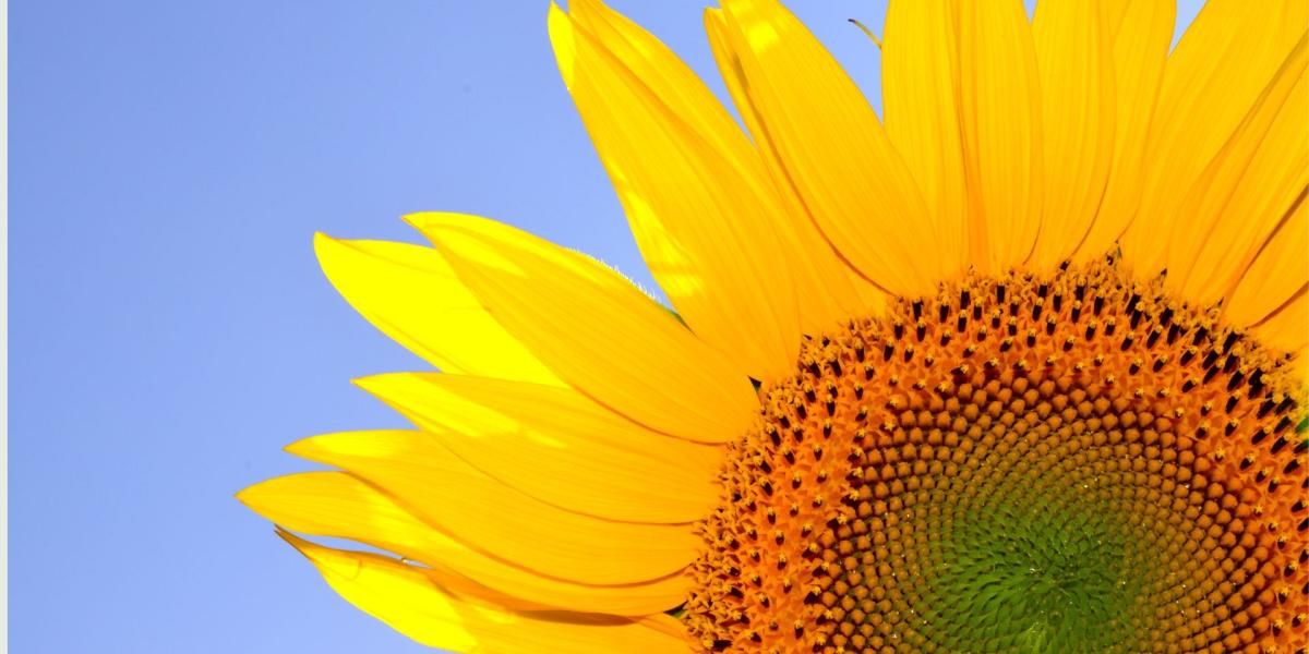 Poletni delovni čas SFU Ljubljana