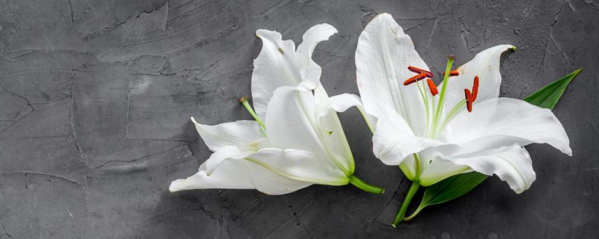 Dva bela cvetova na črni podlagi